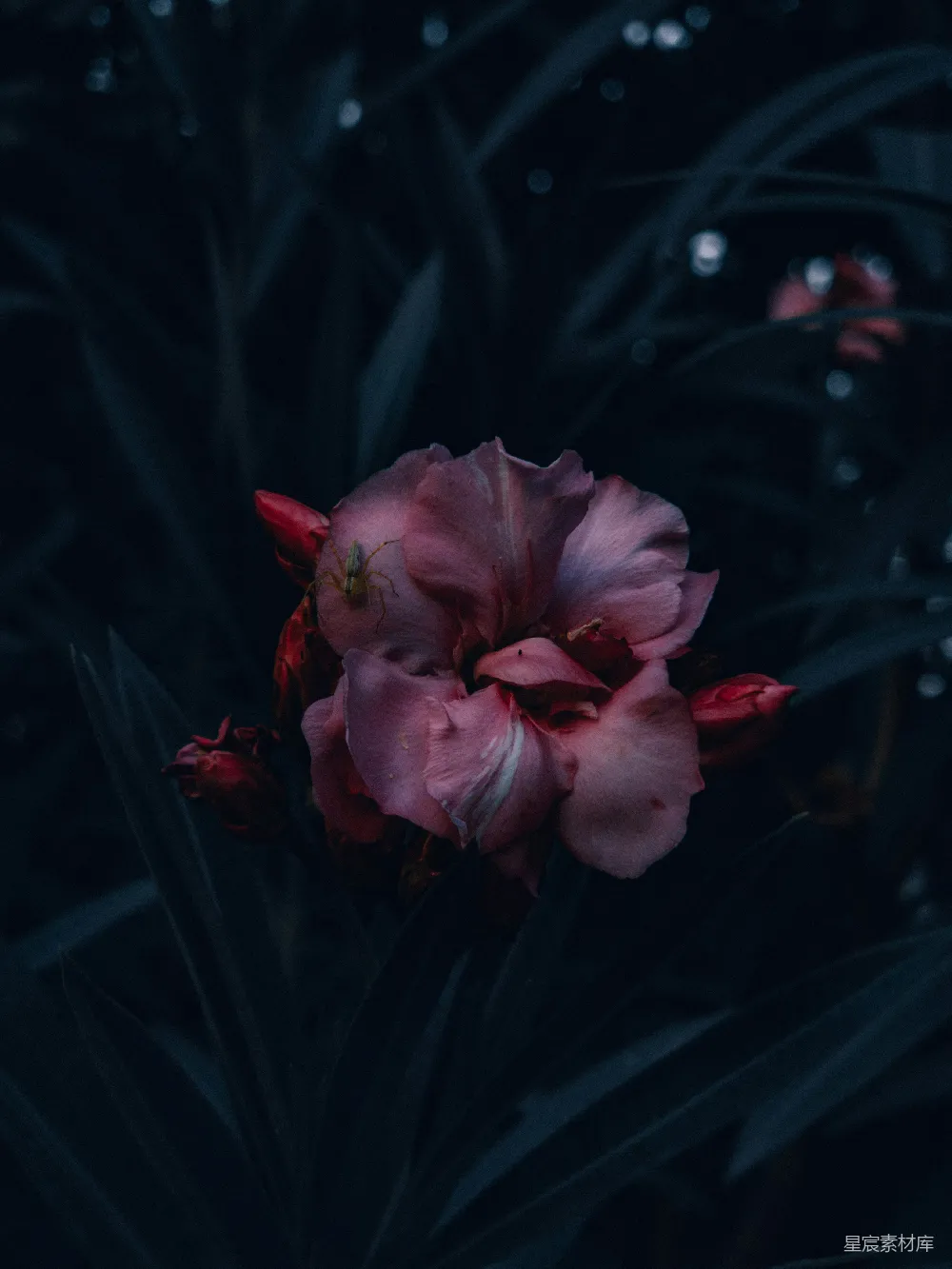 高清摄影 花朵 夜间 自然 昆虫 静谧 夜色中的花与蜘蛛