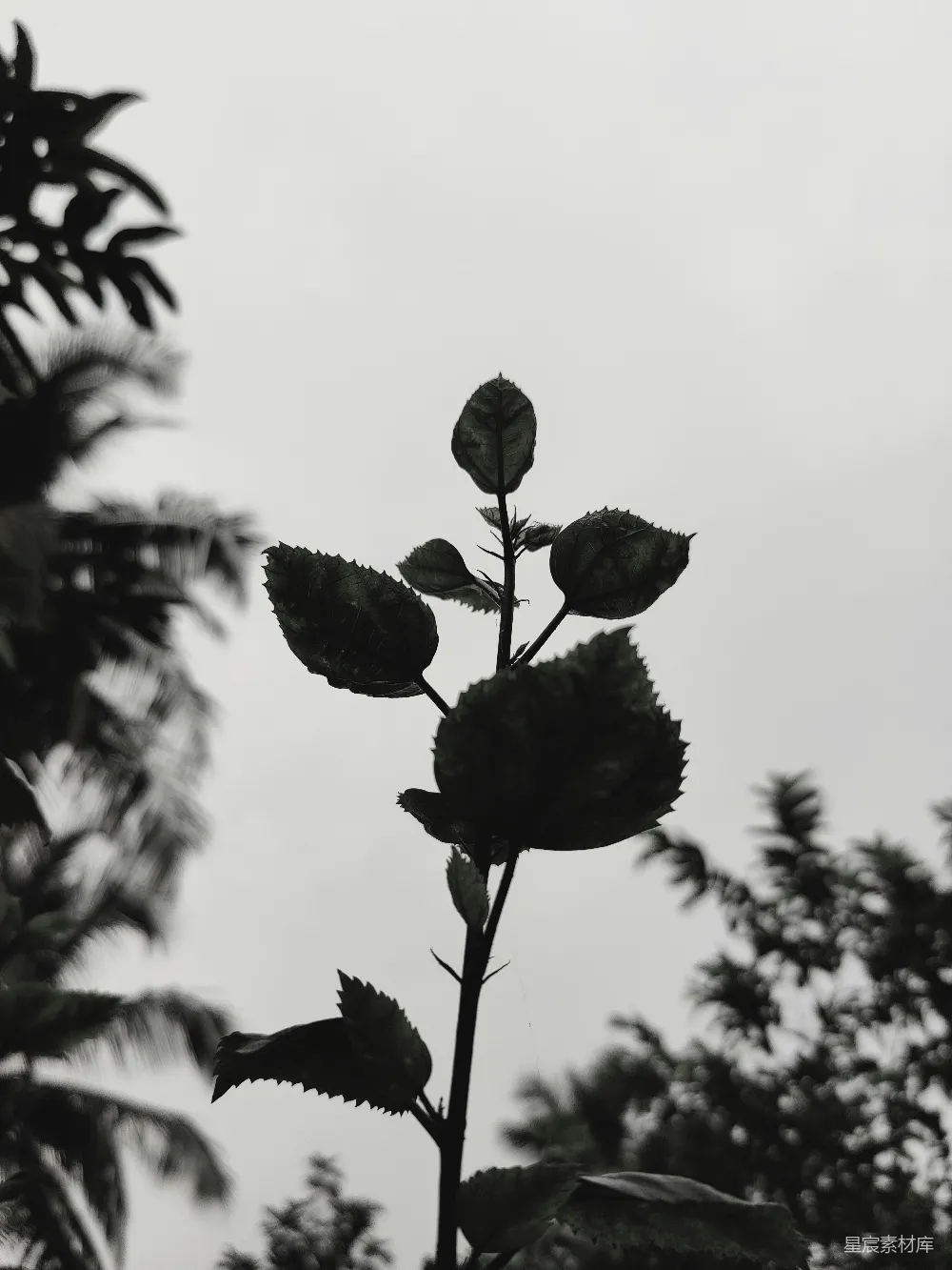 高清摄影 植物 黑白色调 自然 细节 静物 黑白色调的植物特写