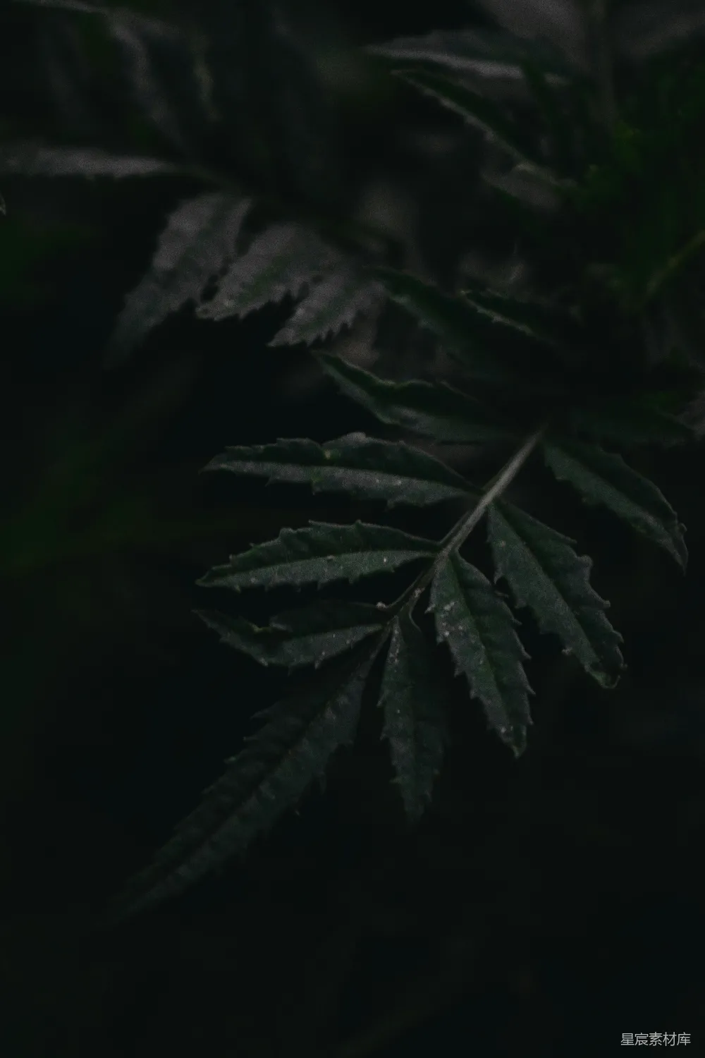 高清摄影 植物 暗色系 自然 细节 静谧 暗色调植物特写