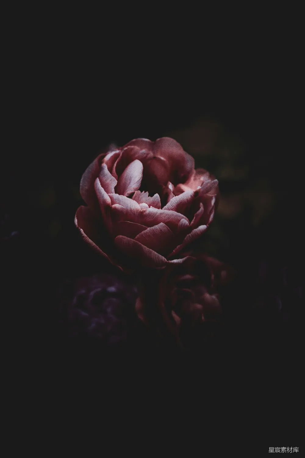 高清摄影 花卉 暗调 玫瑰 宁静 自然 暗调玫瑰