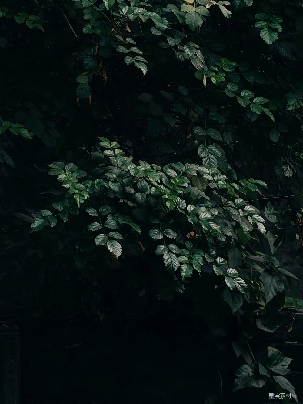 高清摄影 植物 自然 黑暗 纹理 背景 幽暗中的绿植