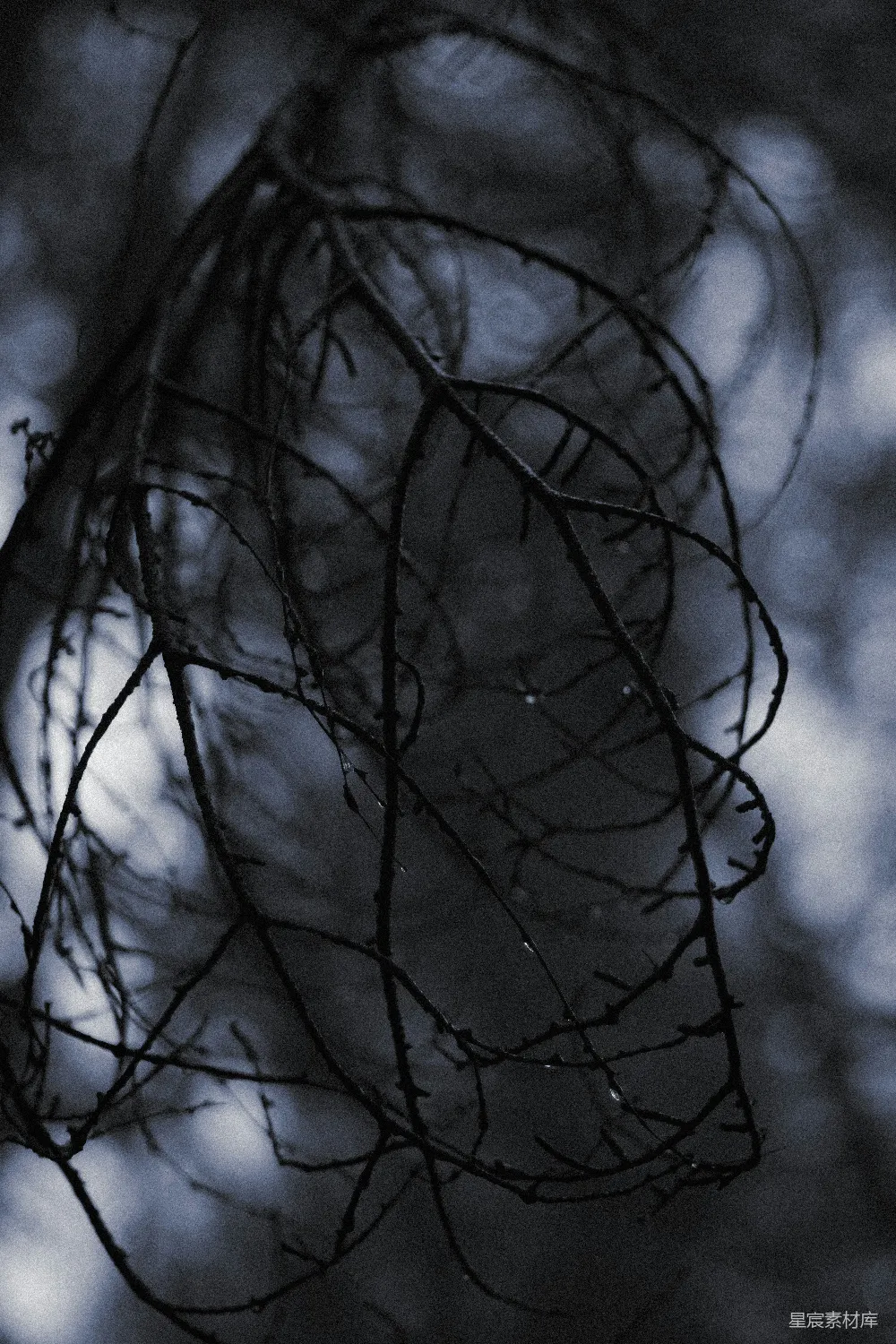 高清摄影 自然 夜晚 剪影 树枝 神秘 夜晚的树枝剪影