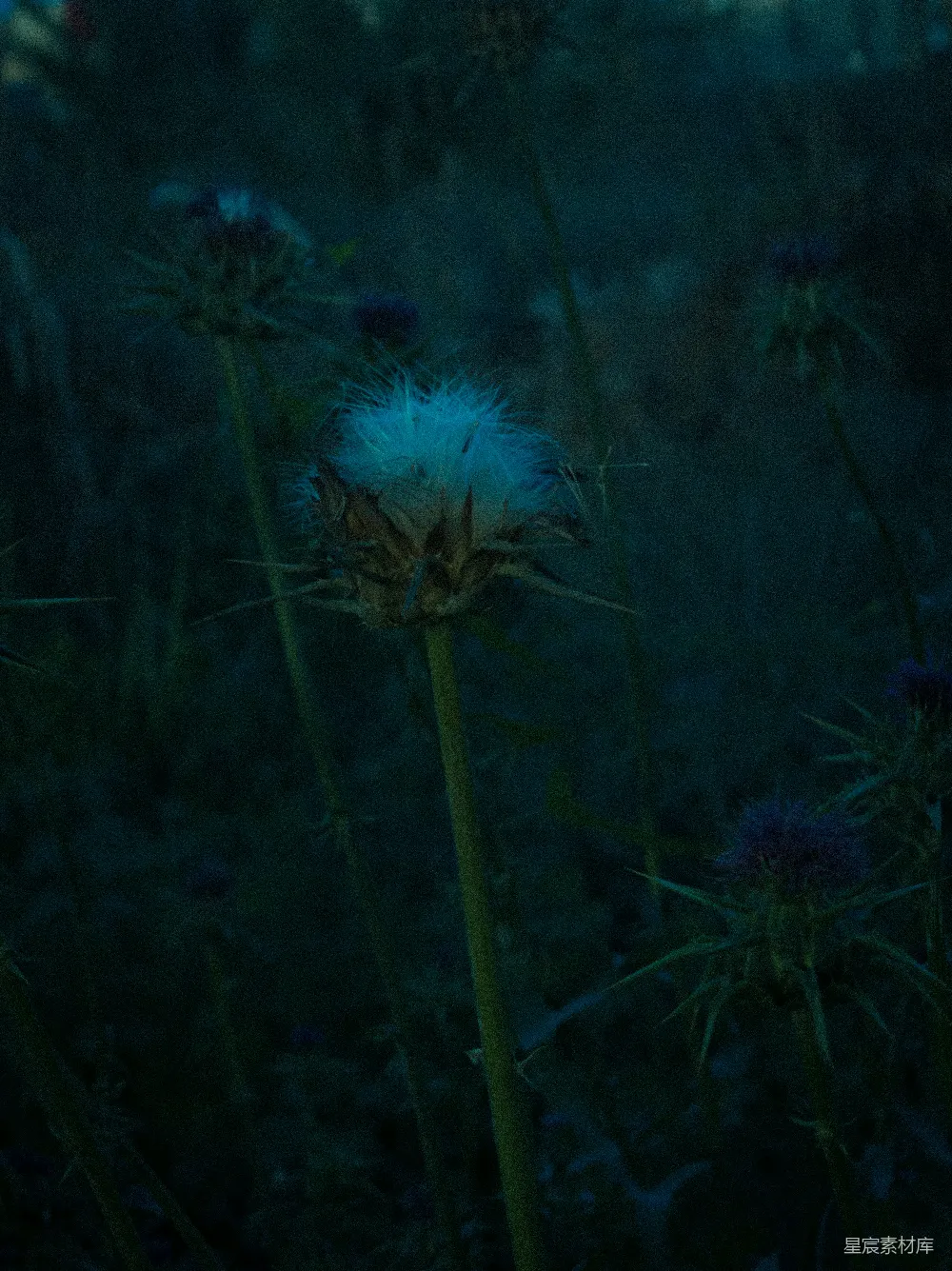 高清摄影 野花 夜晚 自然 蓝色 植物 夜晚的野花