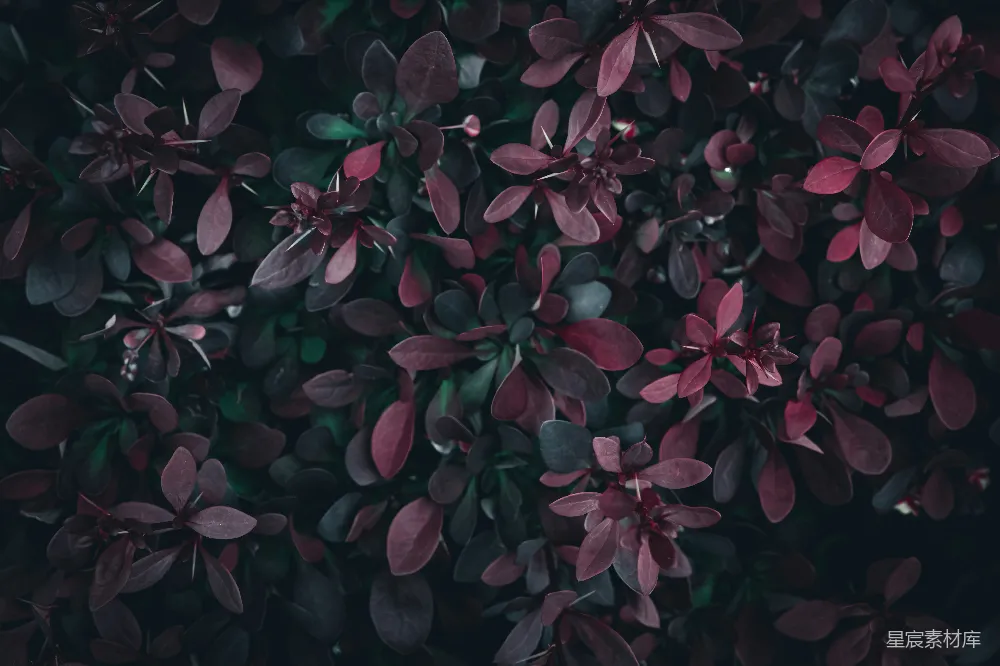 高清摄影 植物 纹理 深色 自然 背景 深紫色的叶子纹理