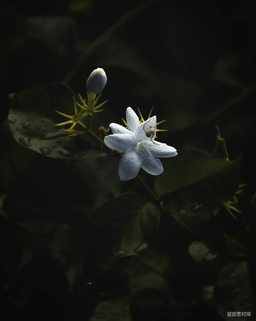高清摄影 花朵 露珠 自然 静谧 植物 露珠中的白花