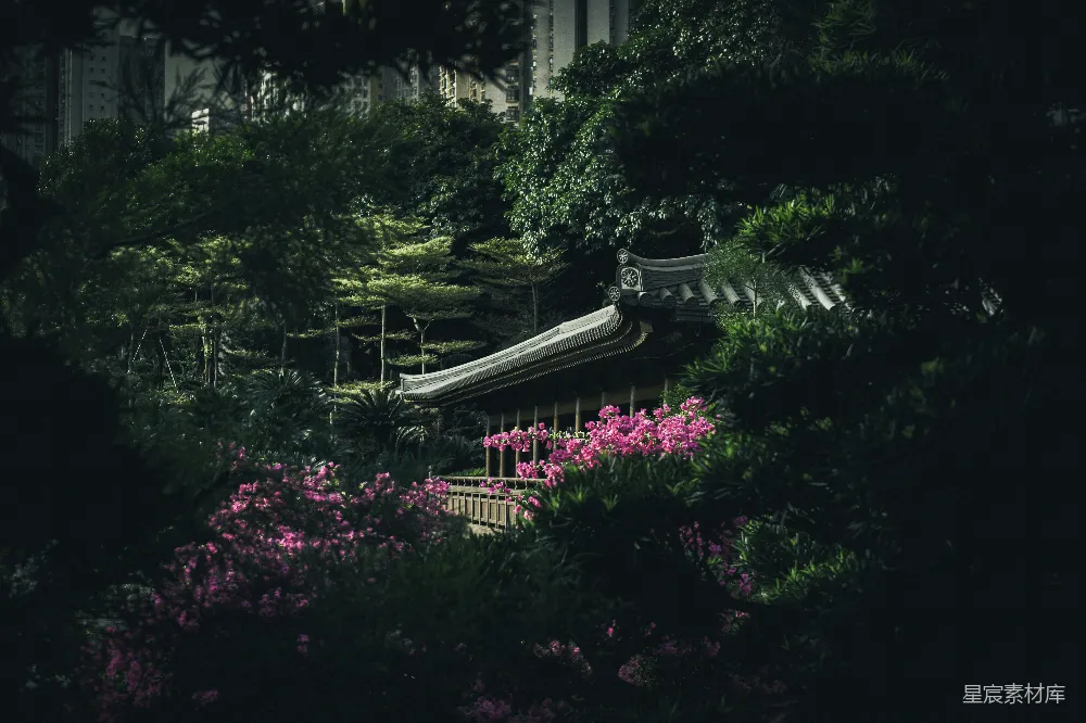 高清摄影 花园 传统建筑 粉色花朵 城市绿洲 自然与建筑 城市中的宁静花园