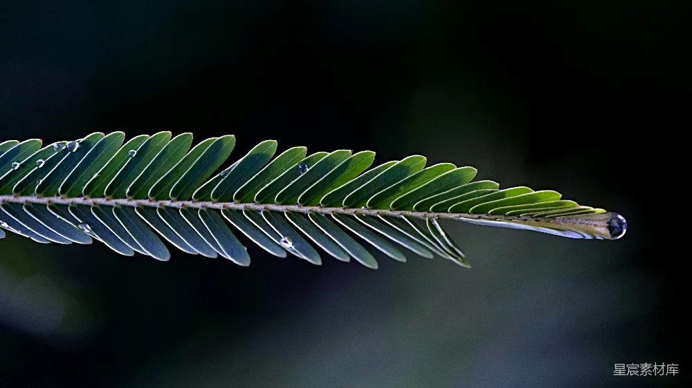 高清摄影 植物 露珠 自然 细节 清新 晨露中的绿叶