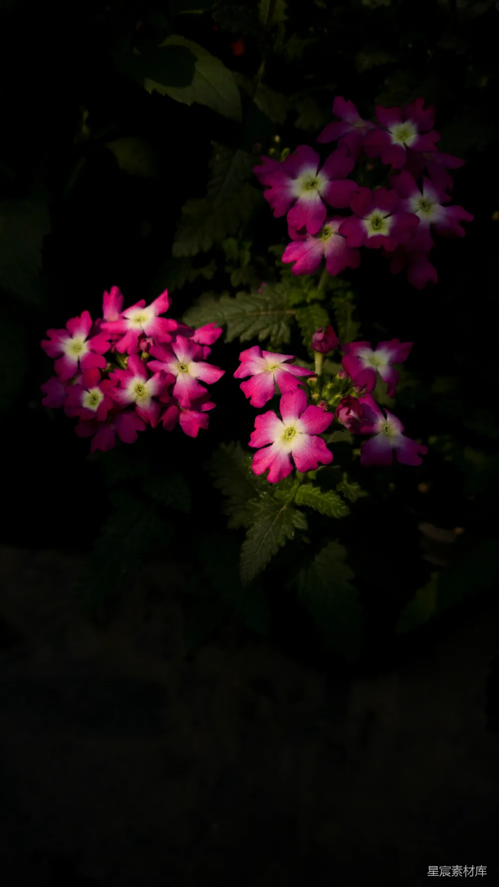 高清摄影 花朵 夜景 自然 植物 静谧 夜色中的粉红花朵