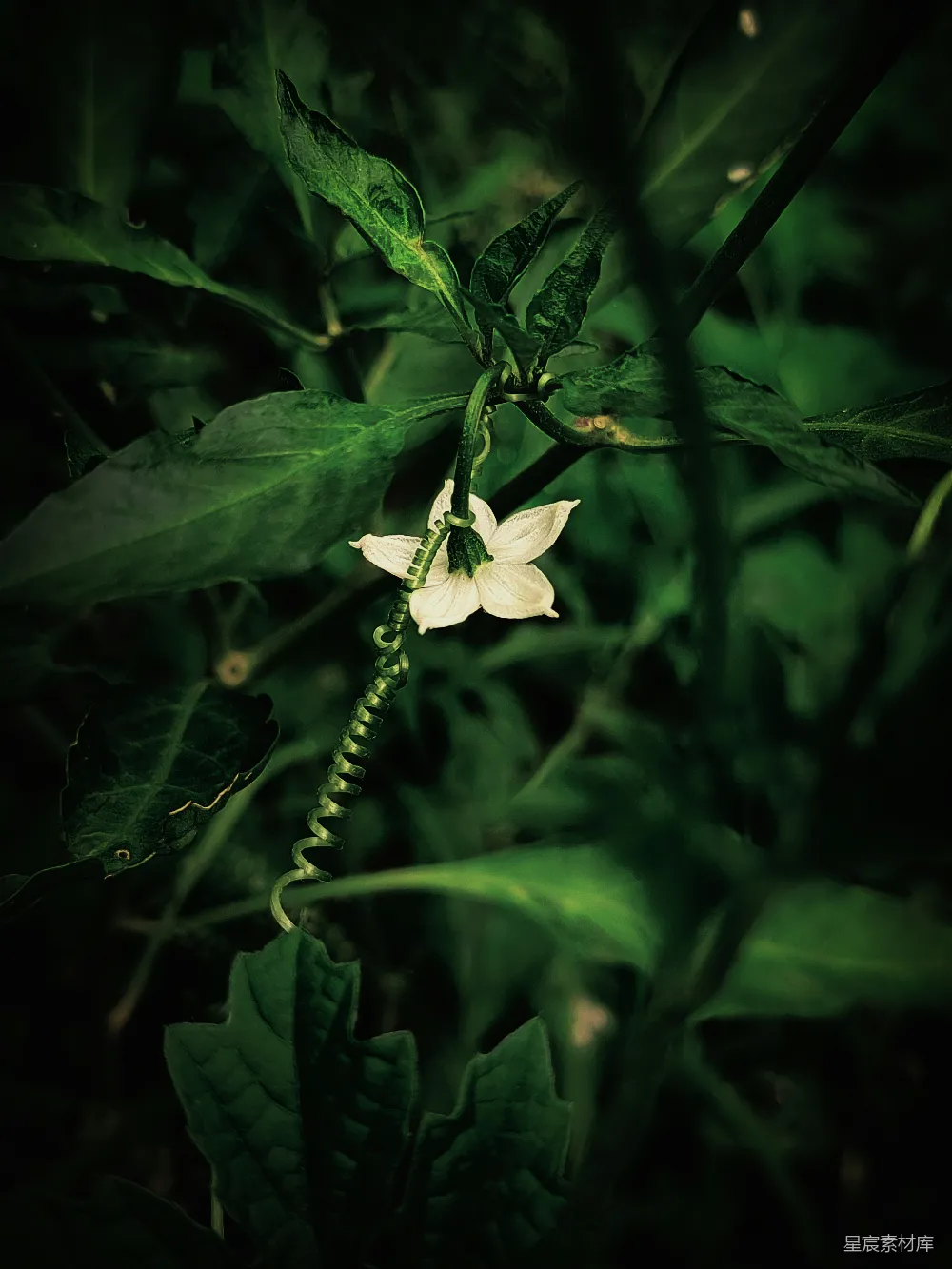 高清摄影 植物 自然 藤蔓 花卉 宁静 藤蔓上的白色花朵