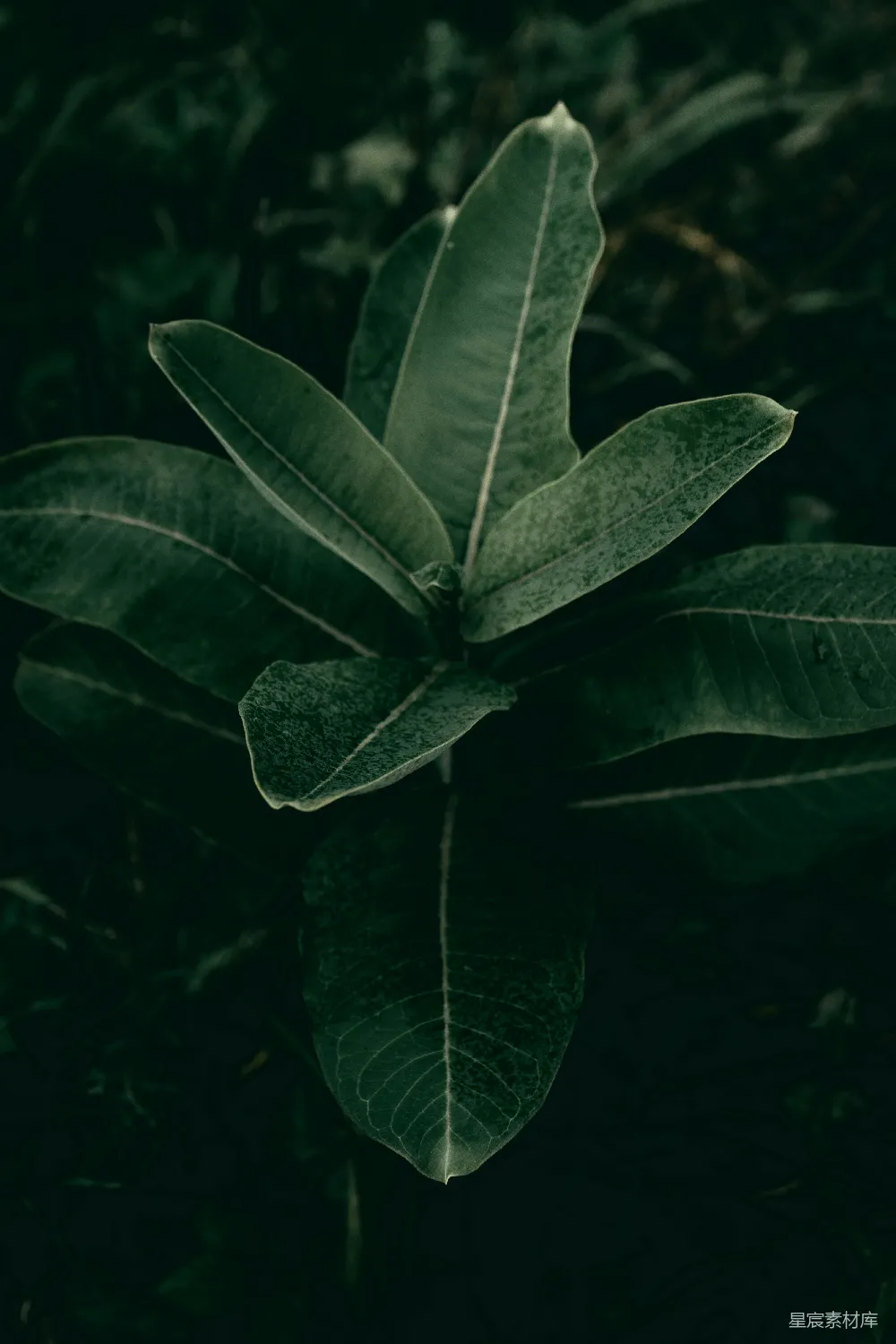 高清摄影 绿叶 自然 深色调 植物 森林 幽暗森林中的绿叶