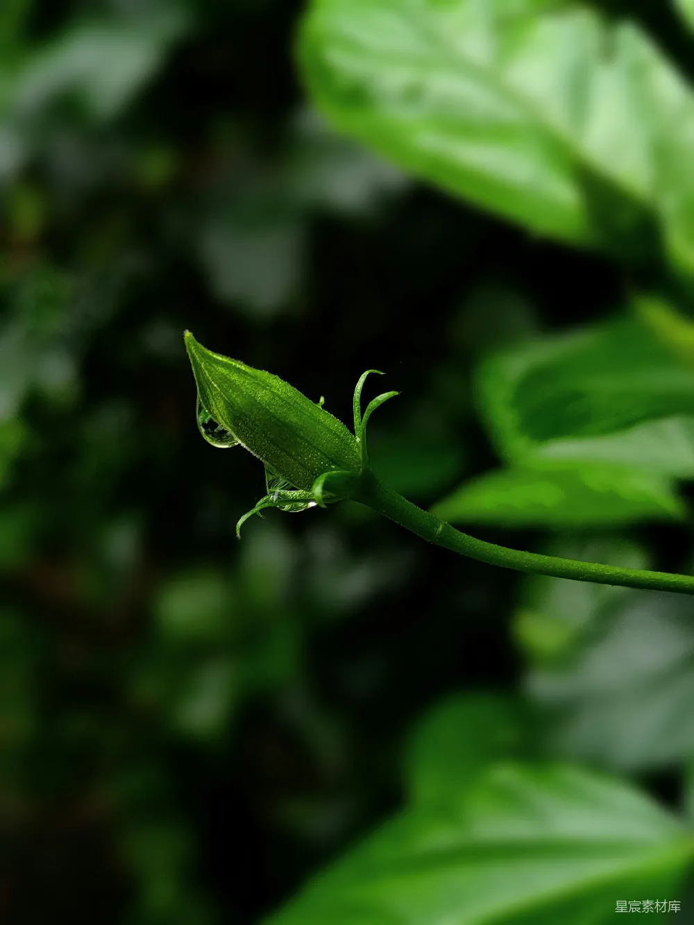 高清摄影 植物 自然 雨后 露珠 清新 雨后嫩叶与露珠
