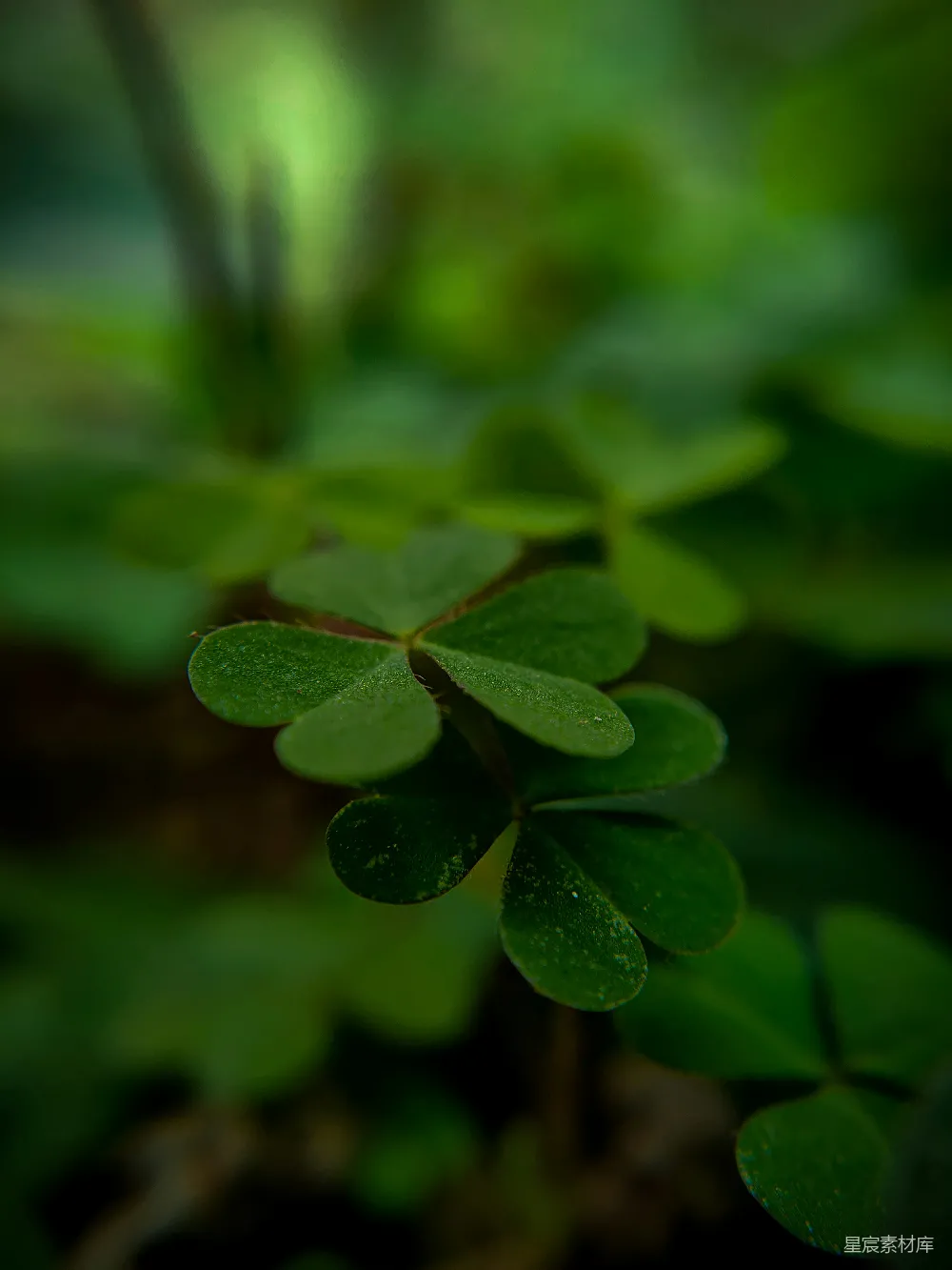 高清摄影 自然 植物 四叶草 清新 微距 四叶草的宁静之美