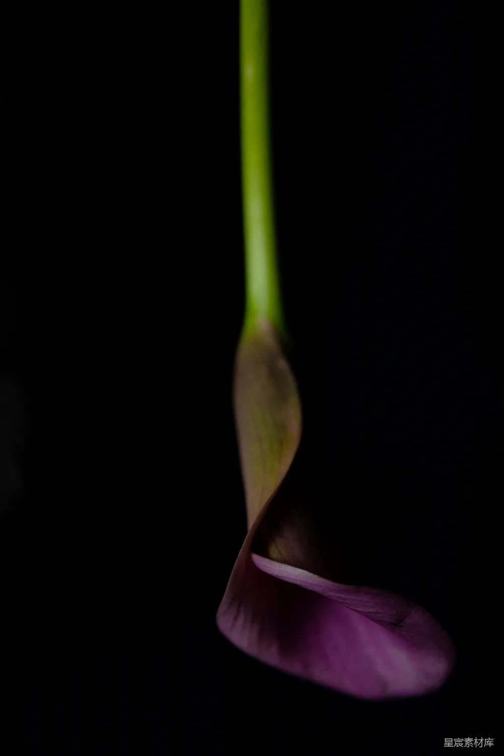 高清摄影 紫色马蹄莲 静谧 花卉 植物 自然 紫色马蹄莲的静谧之美