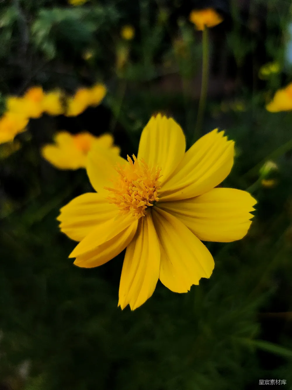 高清摄影 花朵 自然 摄影 黄色 户外 金黄的花朵特写