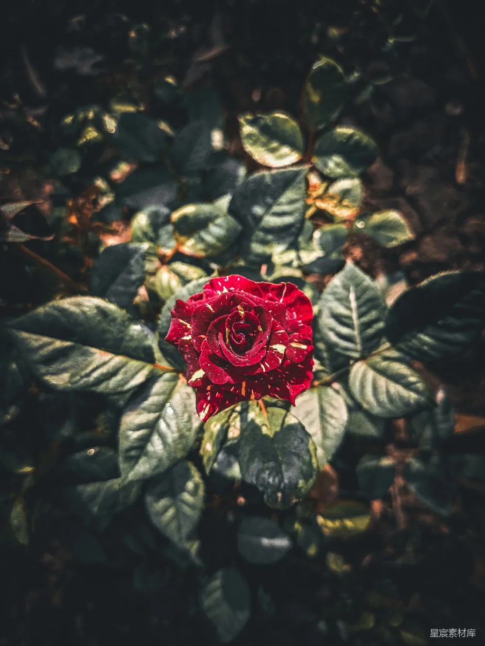 高清摄影 玫瑰 晨露 自然 花卉 爱情 晨露中的红玫瑰