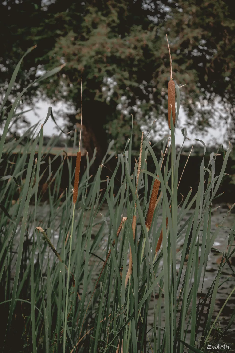 高清摄影 芦苇 自然 湿地 宁静 生态 芦苇丛