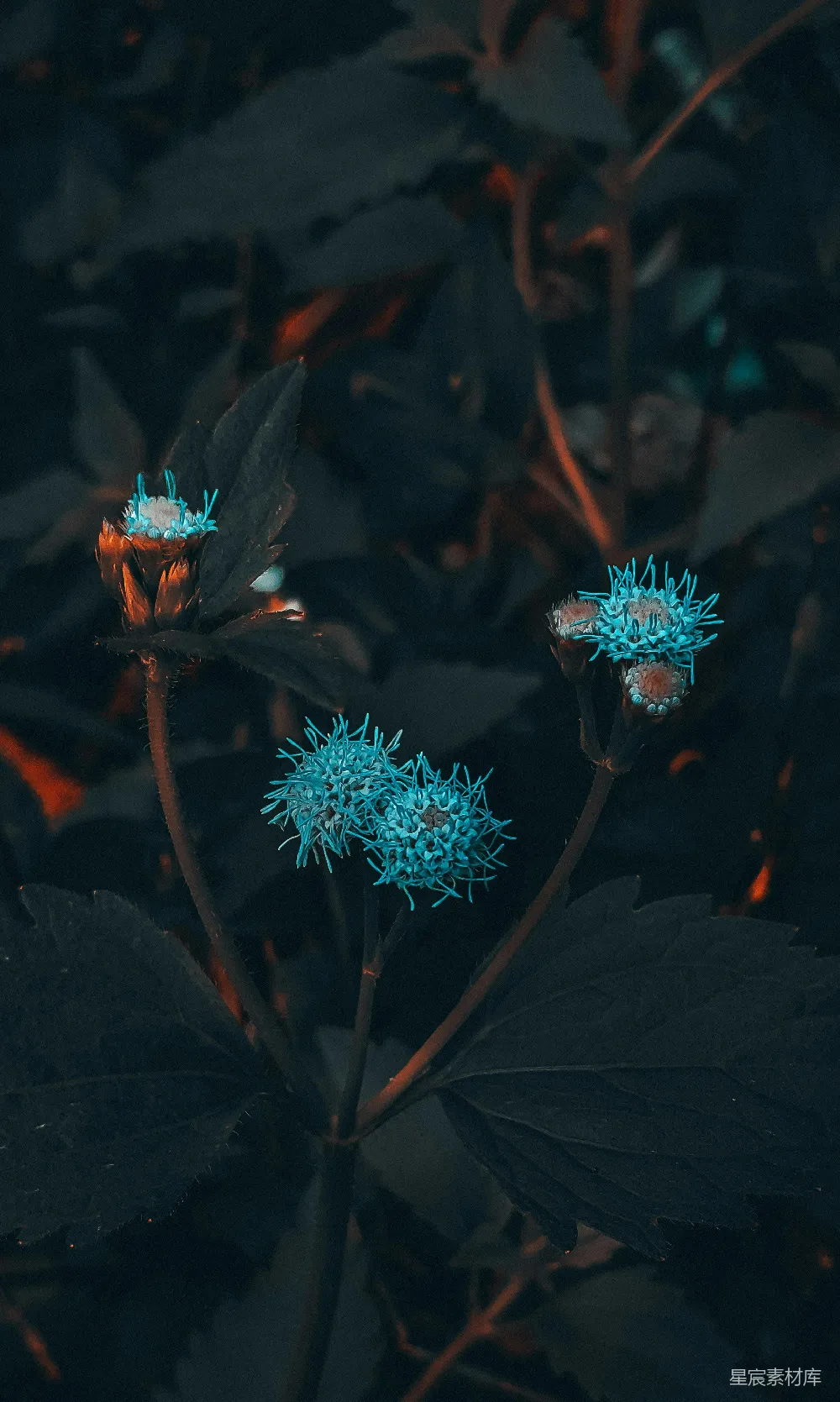 高清摄影 植物 自然 秋季 摄影 蓝色 蓝调秋花