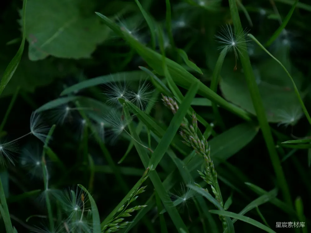 高清摄影 自然 植物 蒲公英 草地 微距 蒲公英的种子与绿草