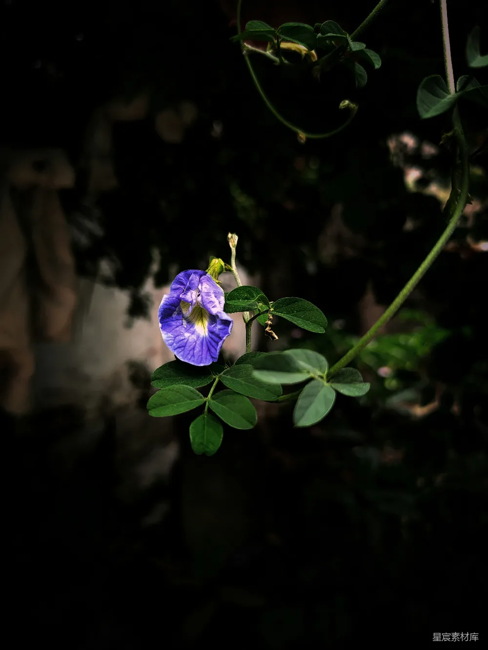 高清摄影 紫蝶花 自然 花卉 静谧 生机 紫蝶花的静谧之美