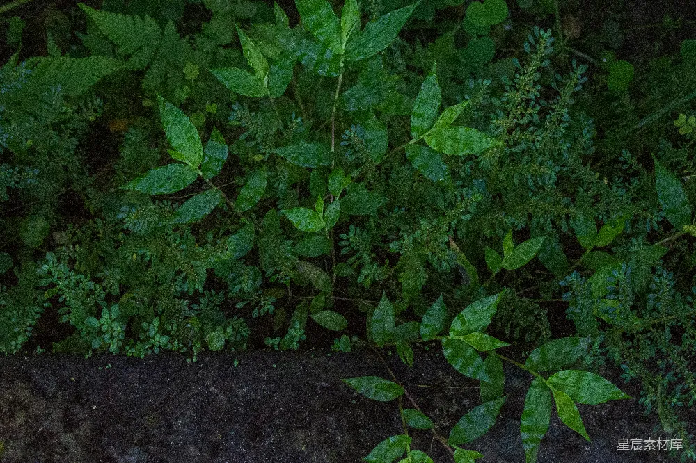 高清摄影 自然 植物 清新 雨后 绿色 雨后绿植