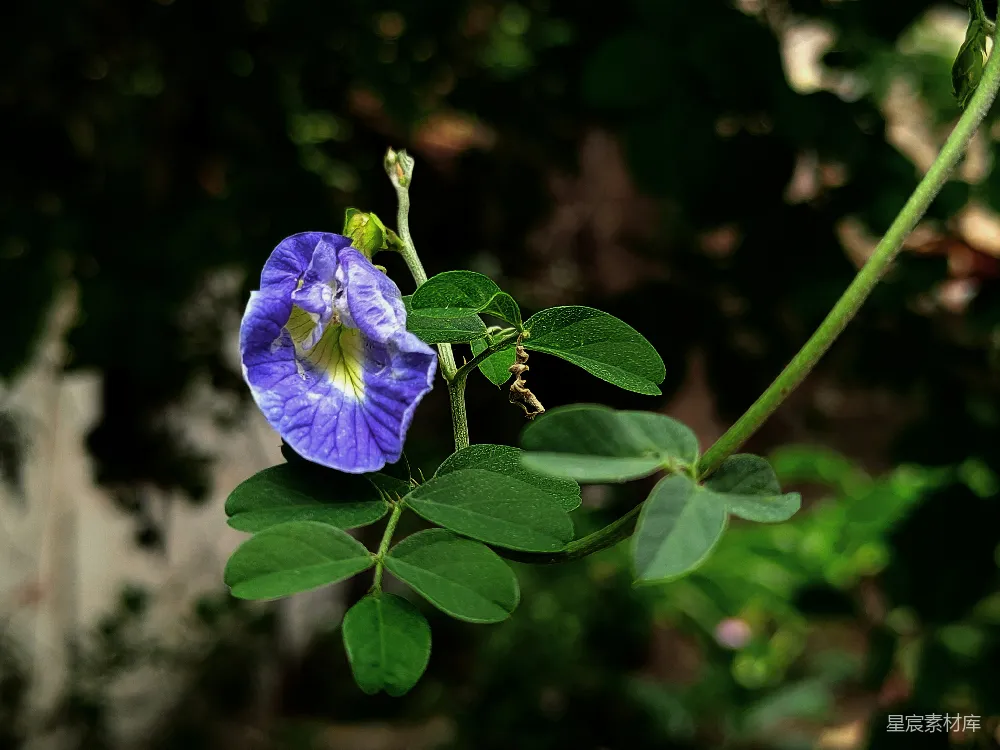 高清摄影 花朵 自然 植物 清新 户外 深蓝的花与翠绿的叶