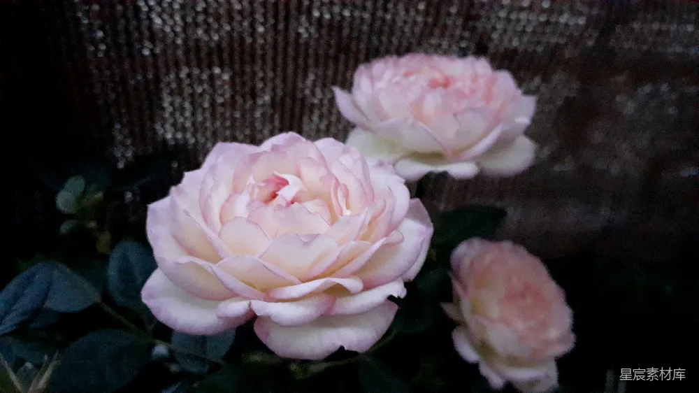 高清摄影 玫瑰花 自然风 花卉摄影 浪漫 静物 淡雅的粉玫瑰