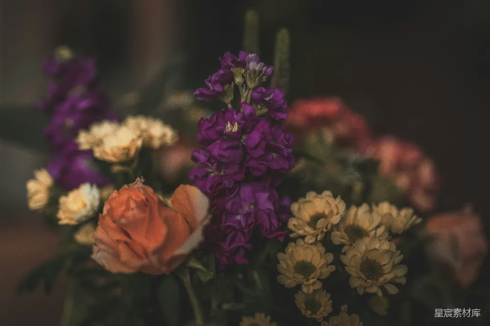 高清摄影 花朵 静谧 紫色 自然 摄影 紫色花朵的静谧之美