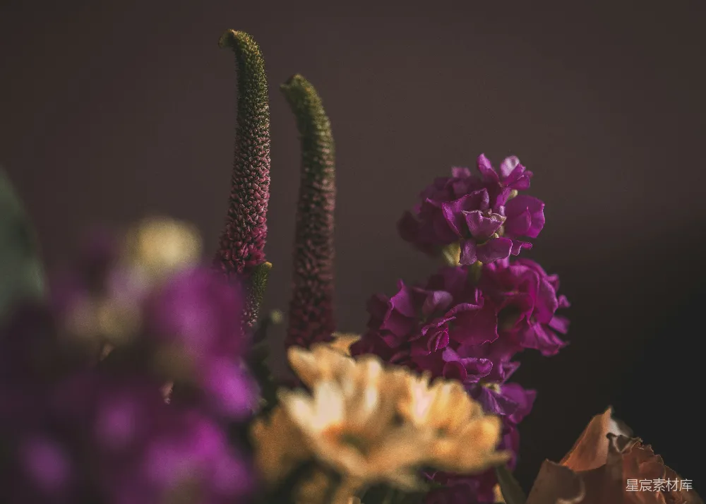 高清摄影 花卉 紫色 自然 静谧 摄影 紫色花卉的细腻之美