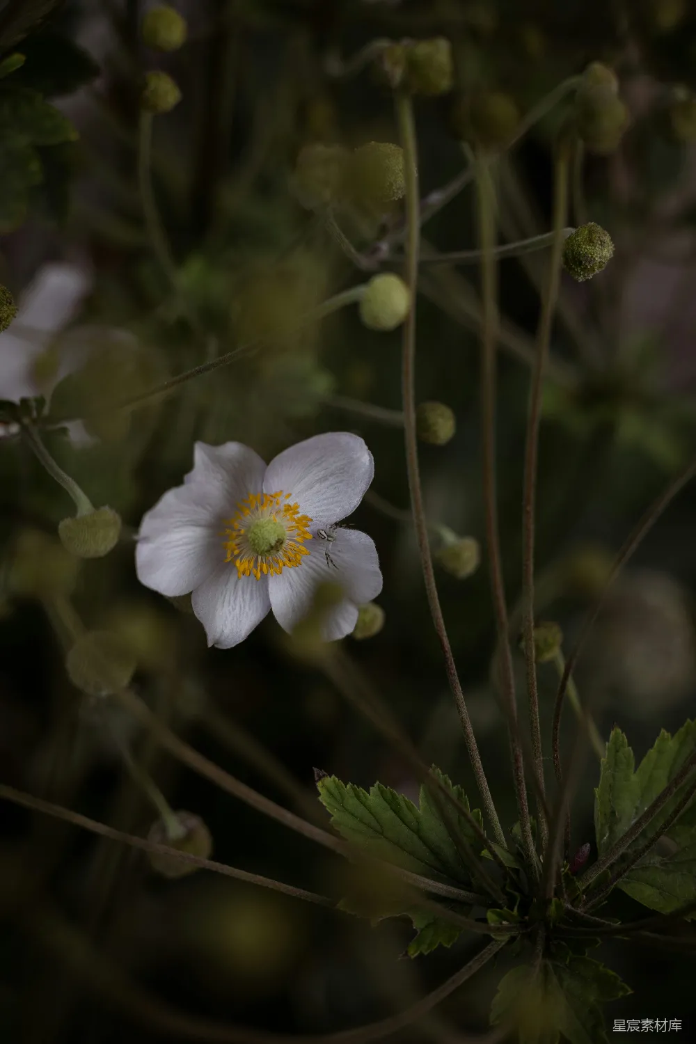 高清摄影 银莲花 自然 花卉 宁静 摄影 幽静的白色银莲花