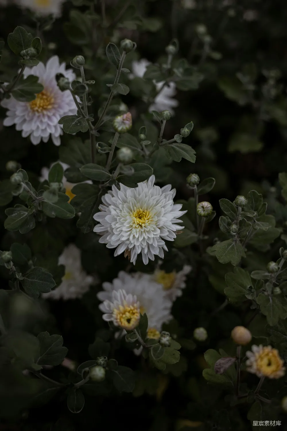 高清摄影 花朵 自然 植物 秋景 宁静 静谧的秋日花景