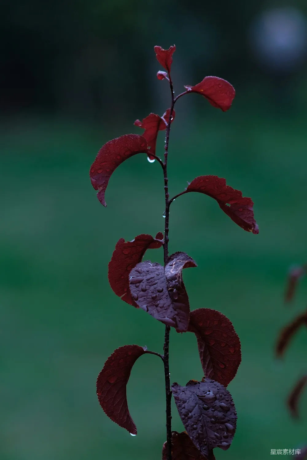 高清摄影 红叶 雨滴 自然 秋季 植物 雨后红叶特写