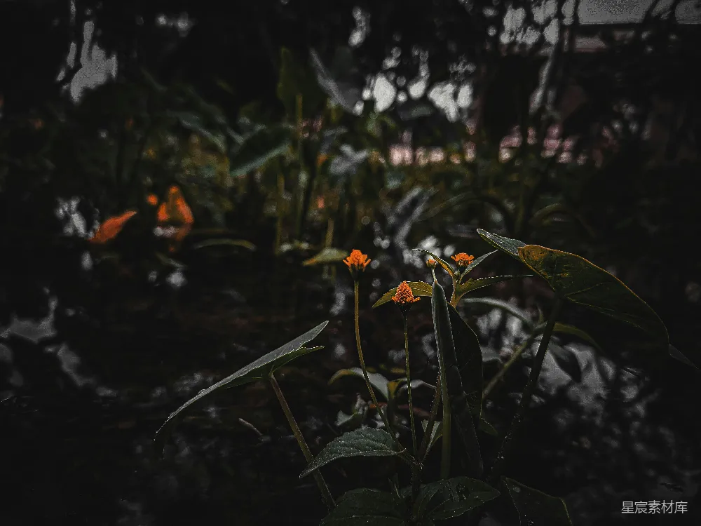 高清摄影 自然 晨光 植物 静谧 清新 晨光中的小花