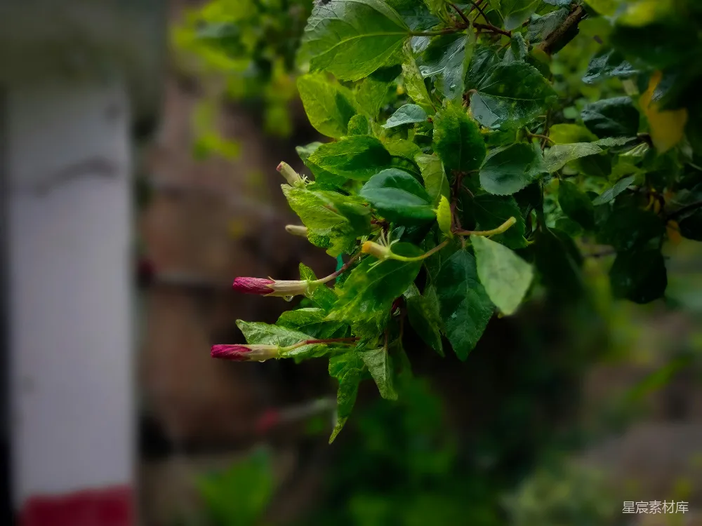 高清摄影 自然 雨后 植物 清新 雨滴 雨后绿叶上的红花