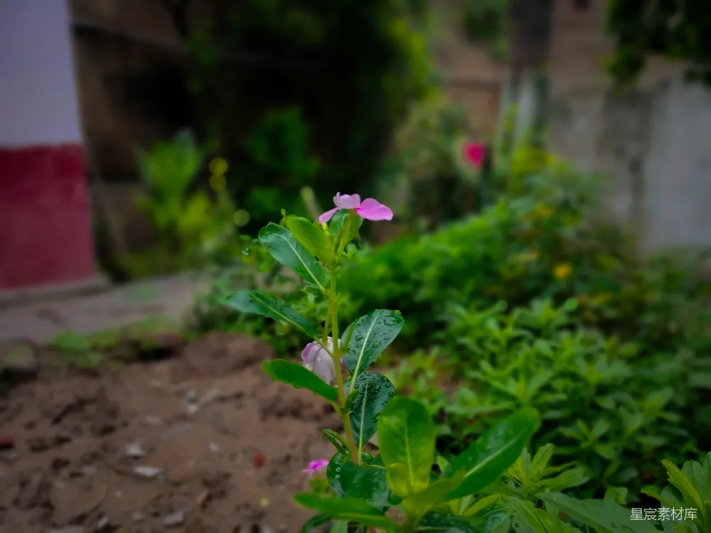 高清摄影 花朵 自然 雨后 紫色 清新 雨后花园中的紫色花朵