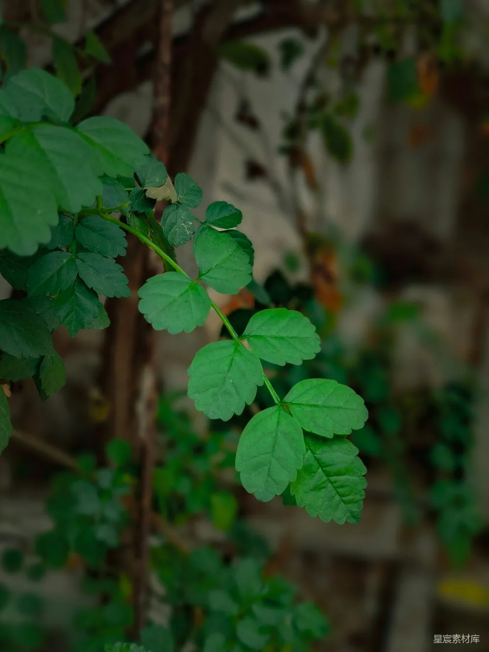 高清摄影 绿叶 自然 清新 植物 户外 绿叶与自然