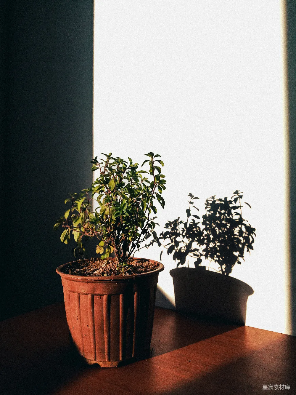 高清摄影 植物 室内 自然光 光影 静谧 阳光下的室内植物
