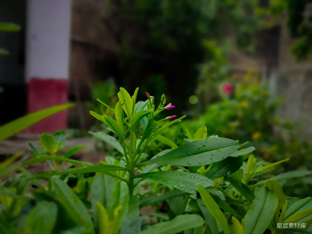 高清摄影 植物 绿色 雨后 自然 清新 雨后绿植