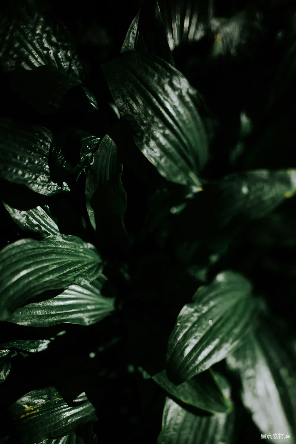 高清摄影 植物 深邃 自然 叶子 暗调 深邃绿植