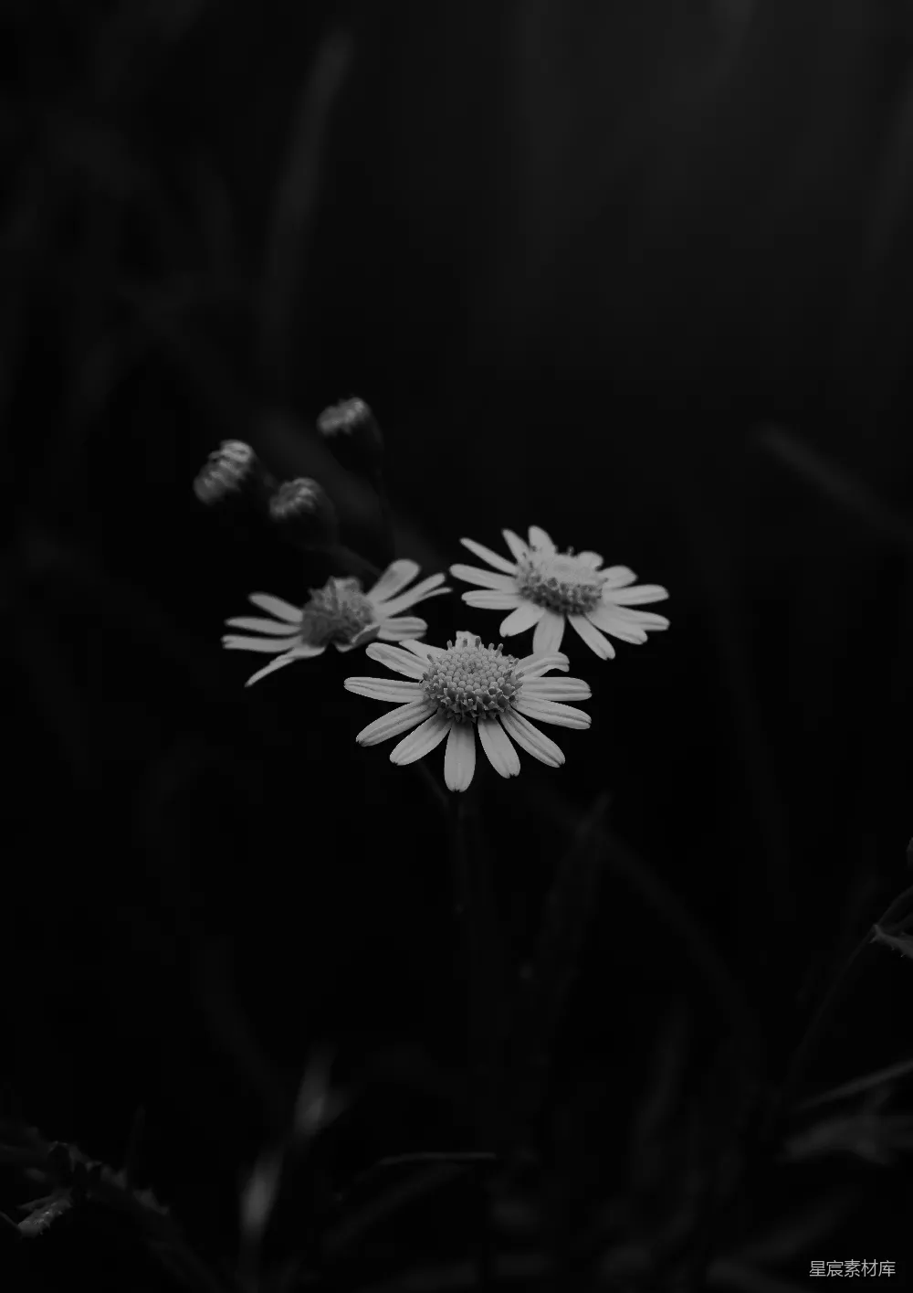 高清摄影 黑白 自然 花卉 静谧 简约 黑白花朵