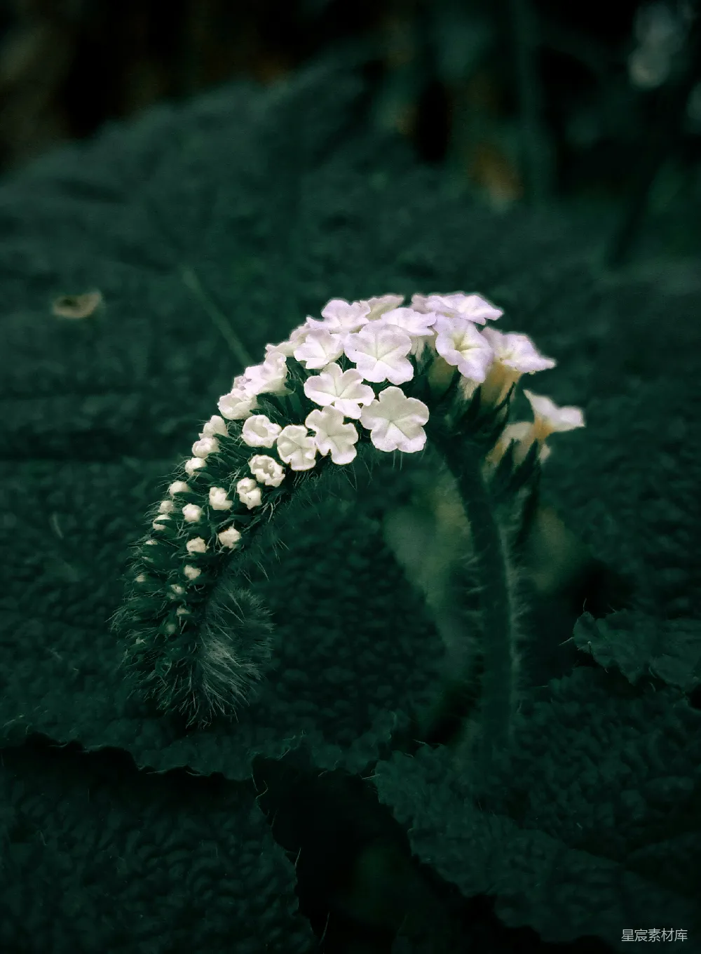 高清摄影 花朵 自然 宁静 绿色 特写 幽静花丛中的白色花簇