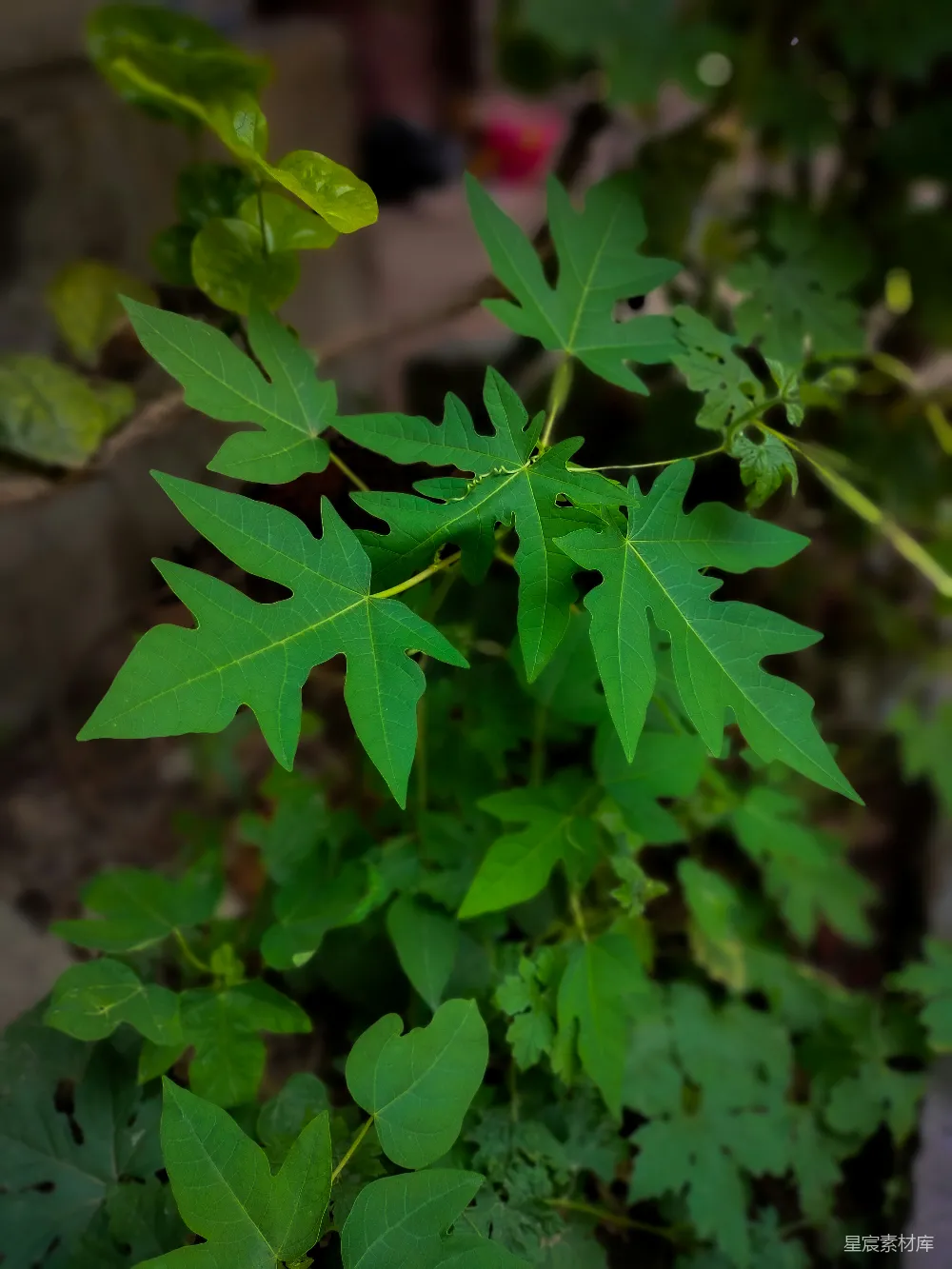 高清摄影 自然 植物 清新 绿叶 户外 绿叶特写：自然的清新之美