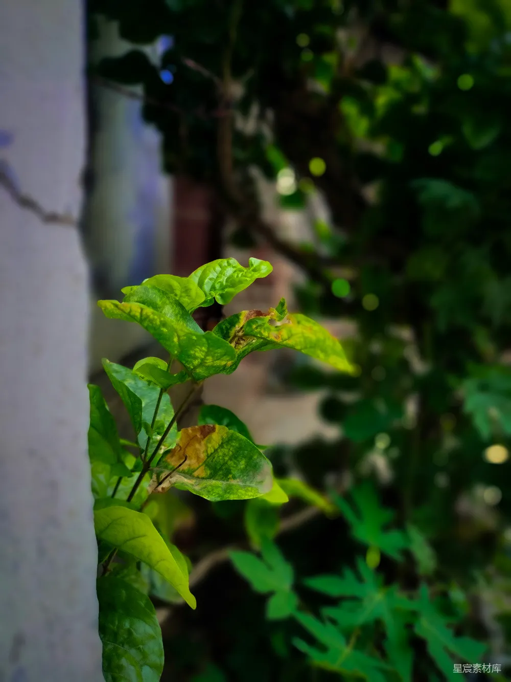 高清摄影 植物 绿叶 自然 微距摄影 户外 绿意盎然的植物细节