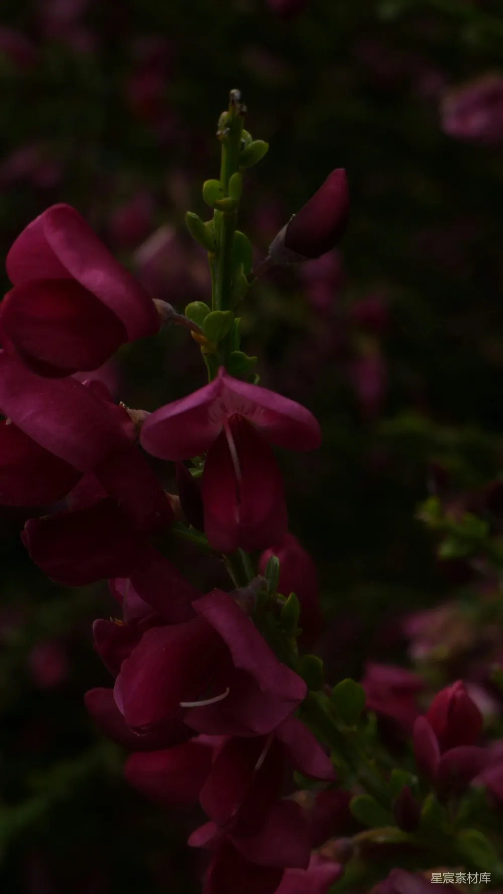 高清摄影 花朵 紫色 夜晚 自然 静谧 暗夜中的紫色花朵