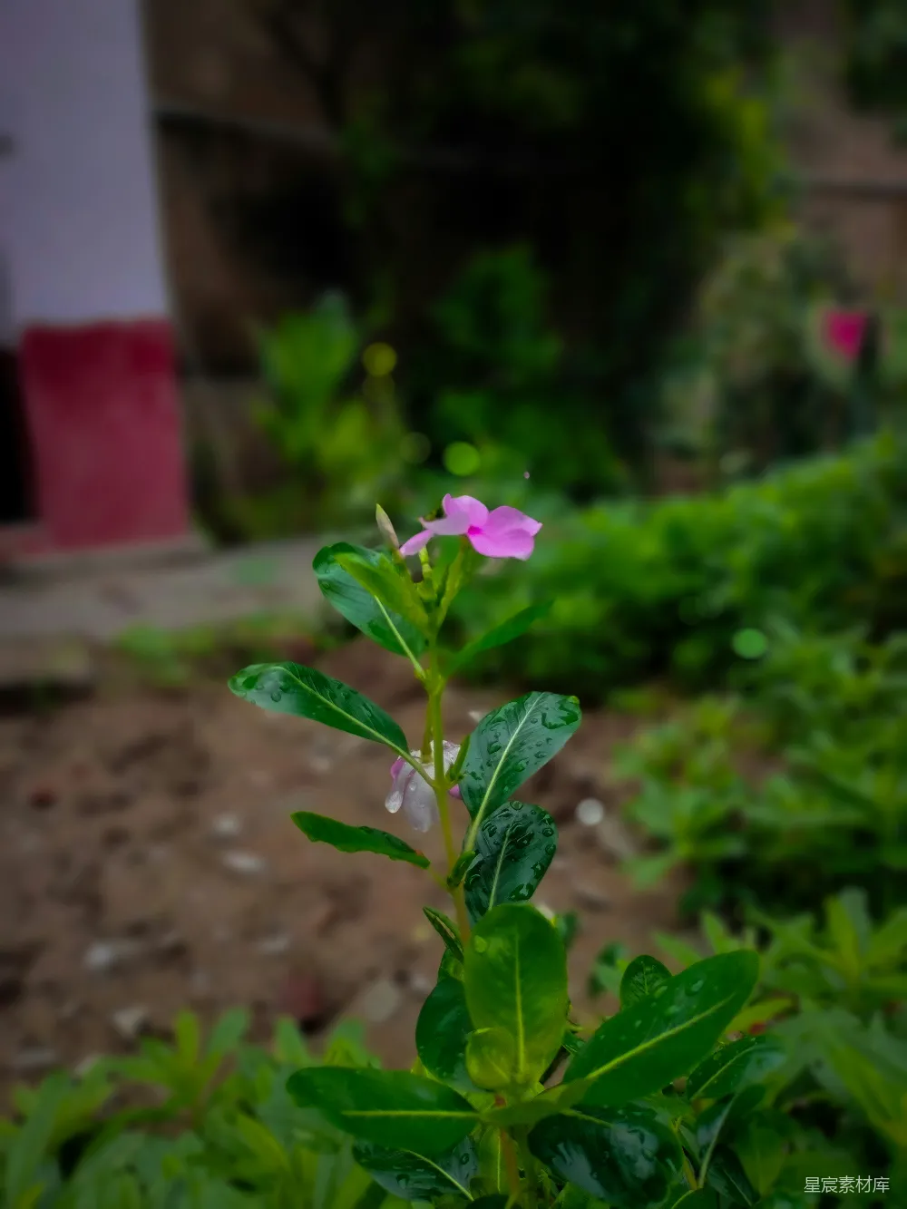高清摄影 花朵 雨后 自然 清新 植物 雨后盛开的紫色花朵