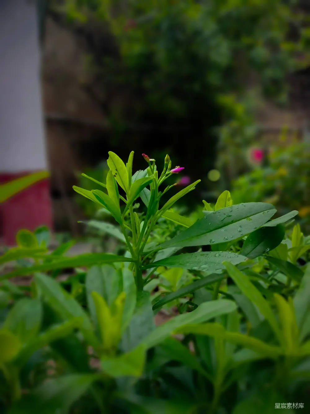 高清摄影 植物 雨后 清新 自然 生机 雨后绿植