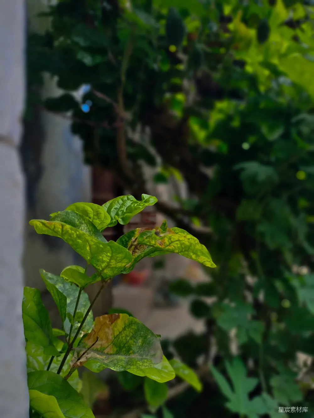 高清摄影 植物 自然 阳光 户外 生机 阳光下的绿色植物