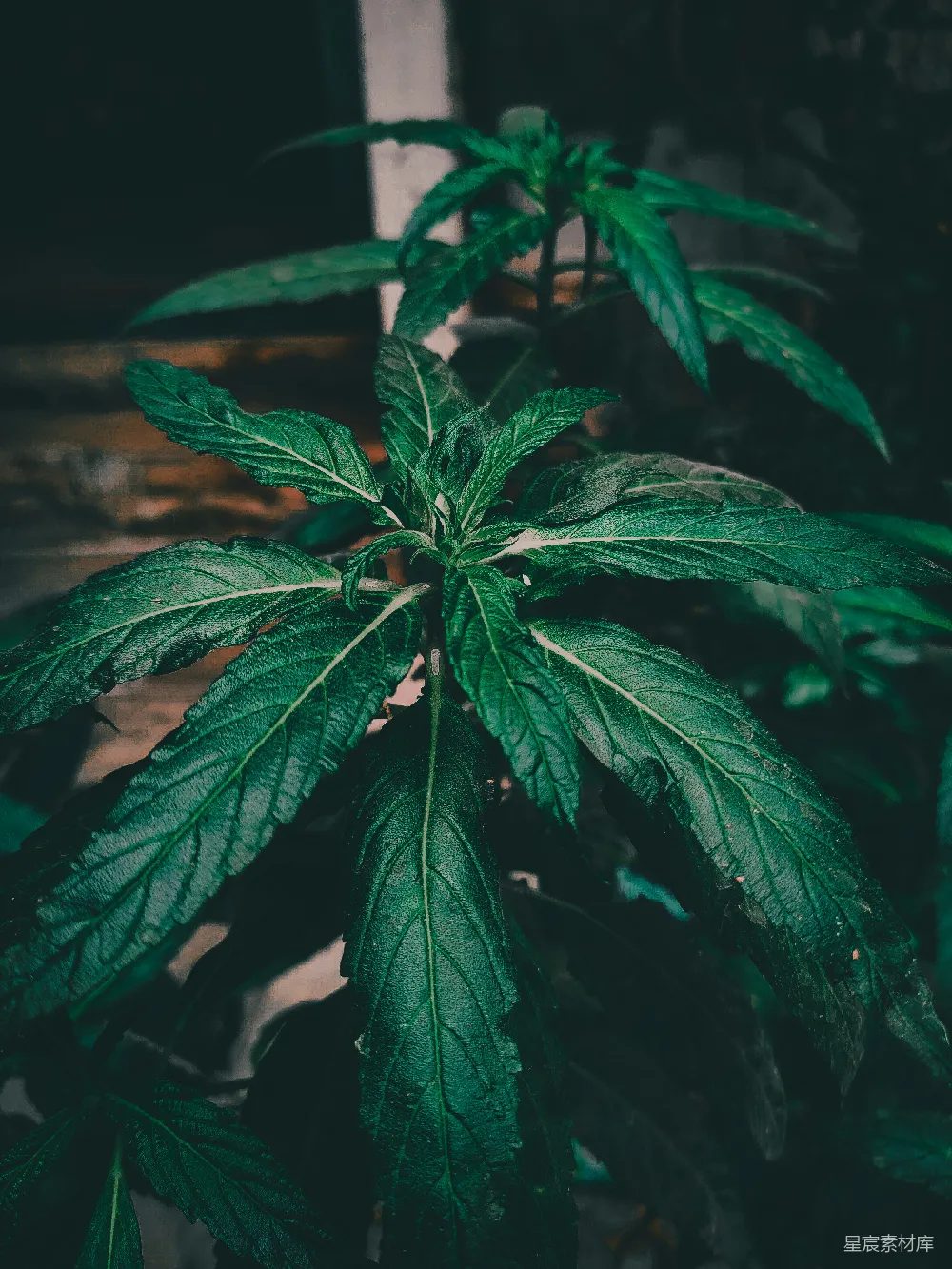 高清摄影 植物 自然 绿叶 特写 生机勃勃 绿意盎然的植物特写