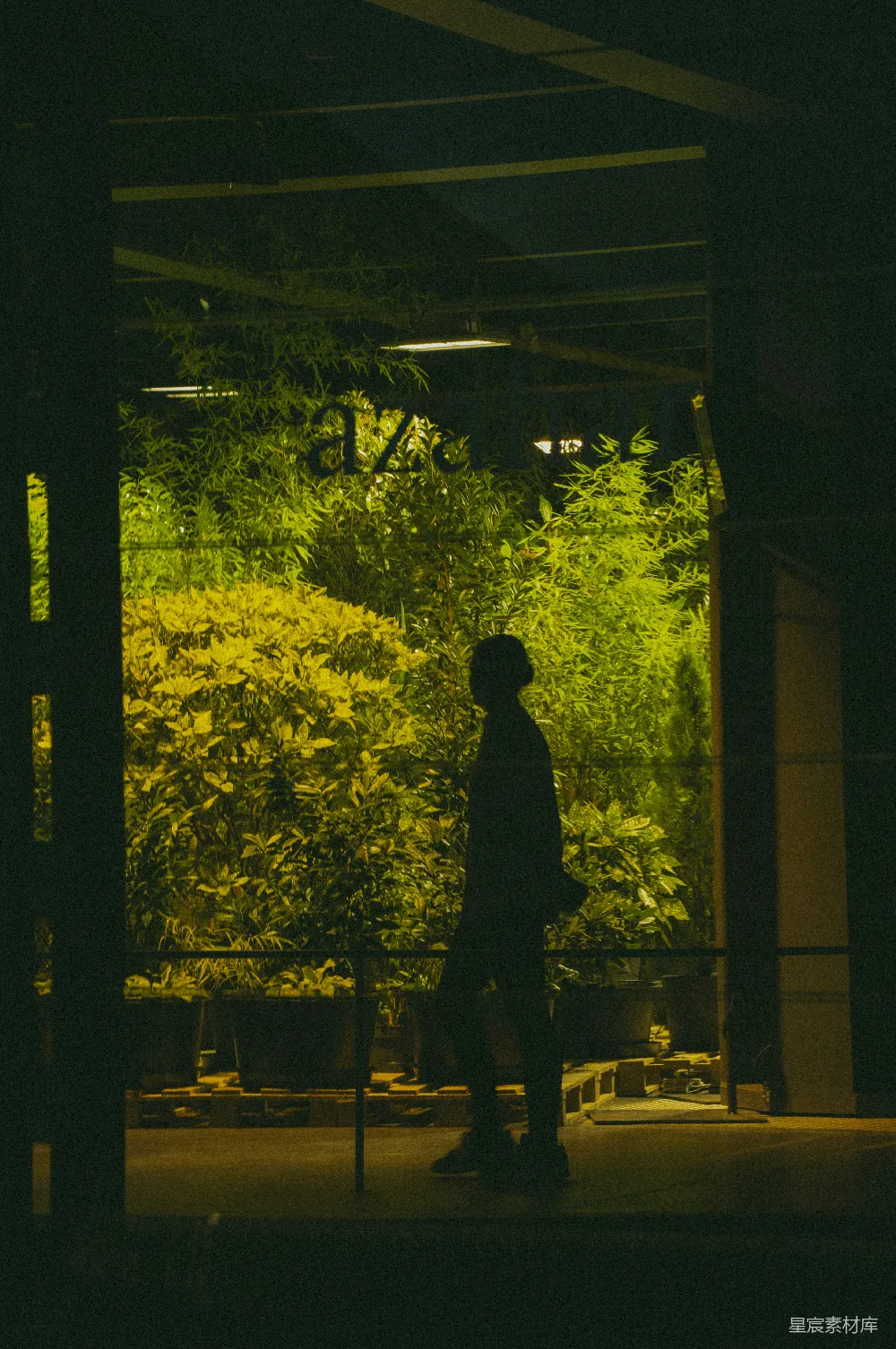 高清摄影 夜晚 绿植 剪影 都市 静谧 夜晚绿植前的剪影