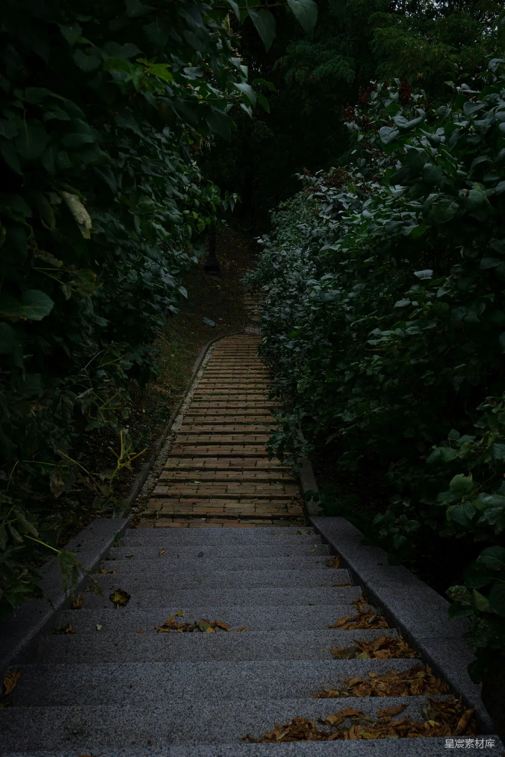 高清摄影 自然 小路 风景 宁静 户外 幽静的小径