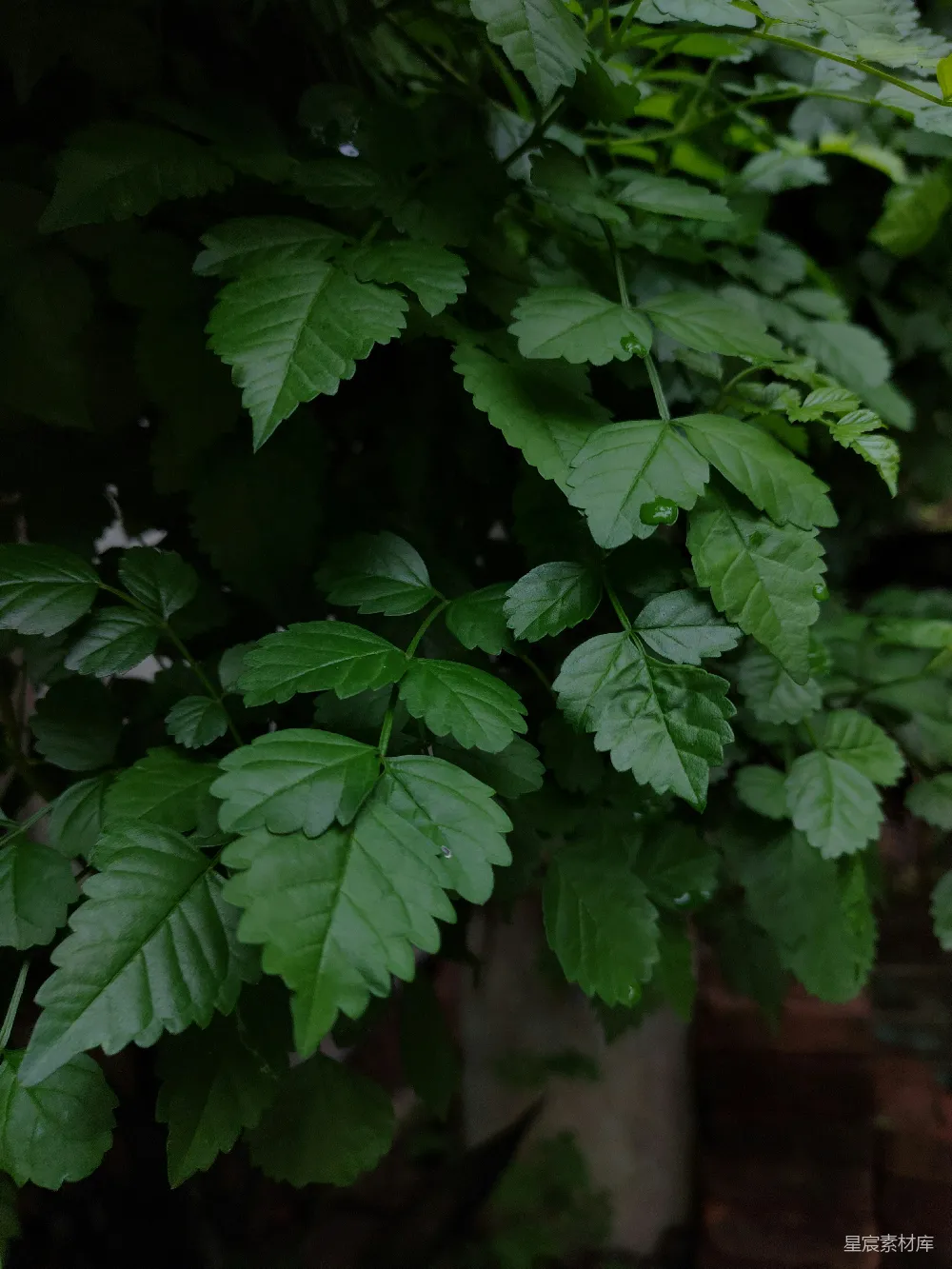 高清摄影 植物 自然 清新 露珠 叶子 绿叶上的露珠